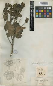 Image result for Chaetocarpus