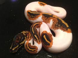 Pin By Deloris Johnson On Snakes Reptiles Ball Python Reptiles Pet Ball Python Morphs ball python