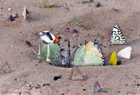 Image result for Hermbstaedtia fleckii