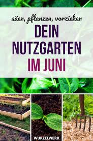 Sowing Plants In June Example Planting Plan Root System In 2020 Planting Plan Vegetable Garden Design Plants