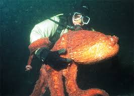 Giant Pacific Octopus by John Rawlings