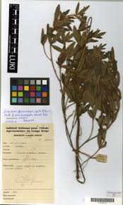 Image result for Eriosema laurentii