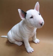 Angrylittleboy Bull Terrier Puppy English Bull Terrier Puppy Cute Dogs