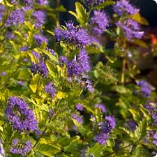 Garden answer is with proven winners. 2020 Perennial Of The Year National Plant Of The Year