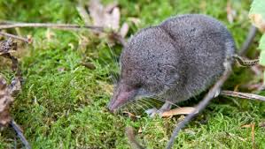 Shrew is a small mammal in the family soricidae. Amazing Facts About Shrews Onekindplanet Animal Education Facts