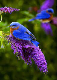 Blogging, birds and buzzing brains. Spring Birds Flowers Wallpapers Wallpaper Cave