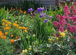 45+ gorgeous backyard landscape with edging lawn design ideas / freshouz.com. Iris An Amazing Plant For Yard And Garden Secrets For Planting And Care My Desired Home
