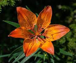 Wikipedia Featured Pictures Plants Flowers Wikipedia The Free Encyclopedia Fire Lily Types Of Lilies Lily Plants