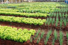 Horta organizada para produção comercial - Curso