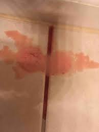 My Dog Vomited Pinkish Red Only Once He Seems Normal I Gave Him White Rice With Fish He Ate It All After I Noticed He Went To His Petcoach