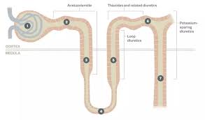 Image result for Loop Diuretic