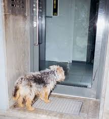 Der konnte auch nicht mehr gut sehen und hatte rückenprobleme usw. Hundedemenz Unsere Autorin Uber Ihren Kranken Hund Sz Magazin