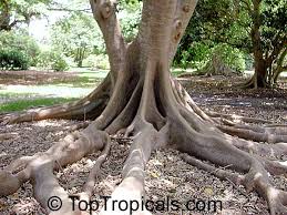 Image result for Ficus sycomorus