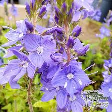 Buy Veronica 'Shirley Blue' (Speedwell) in the UK