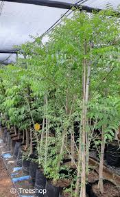 Image result for Kirkia acuminata