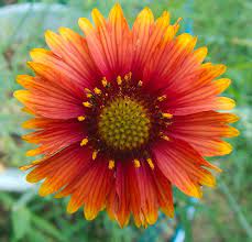 Pin On Flowers