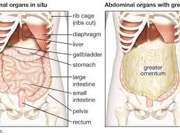 Image result for internal organs