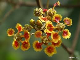 Image result for Malpighiaceae