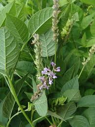 Image result for Argyrolobium macrophyllum