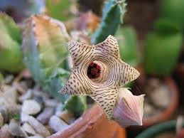 Image result for Huernia thuretii