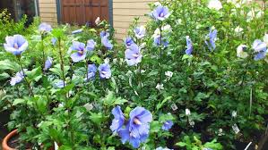 「ムクゲ 。画像。」の画像検索結果