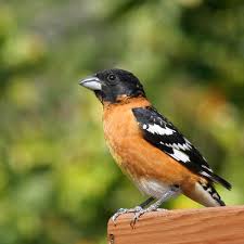 Black Birds In California Black Headed Grosbeak Backyard Birds Animals Wild Birds