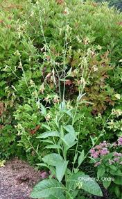 Image result for Nicotiana