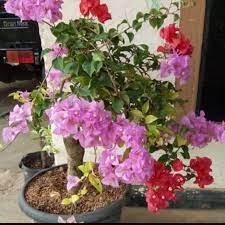 Cara menanam bunga zinnia/bunga kertas paling mudah mp3 duration 6:39 size 15.22 mb / syifa garden 18. Bibit Bougenville Bunga Kertas 1 Pohon 3 Warna Lazada Indonesia