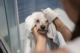 Poodle Eye Problems