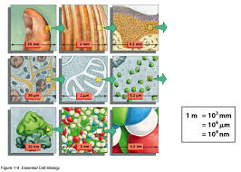 Size Scales Of Cell Biology Moosmosis