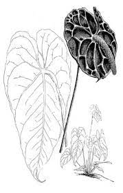 Anthurium Drawing Google Search Jardim Desenho Desenho Desenhos
