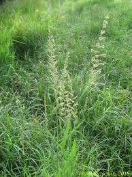 Image result for Daknopholis