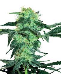 Learn more about types of weed strains and discover marijuana dispensaries near you. Colombian Gold Feminized Marijuana Seeds Pacific Seed Bank