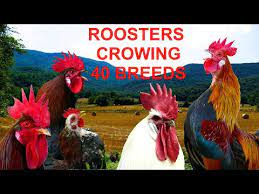 George illawarra dragons match centre includes live scores and updates. Roosters Crowing Compilation 40 Breeds Krahruf Der Hahne Von 40 Verschiedenen Rassen Im Vergleich Youtube