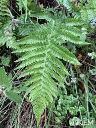 Image result for Dryopteris antarctica