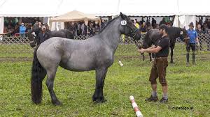 Michael Böhm und Sandra Krämer sind Norikerzüchter des Jahres 2024!
