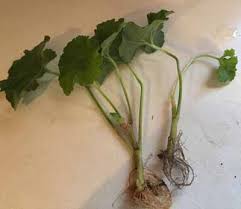 Image result for cuttings of geraniums