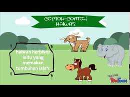 Antara contoh haiwan herbivor dan makanannya adalah seperti berikut Haiwan Herbivor Karnivor Omnivor Youtube