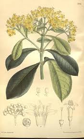 Image result for Psychotria djumaensis