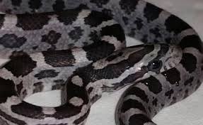 Black And White Corn Snake Morph Rare Corn Snake Morphs Google Search Corn Snake Snake Snake Patterns