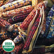Flint corn popcorn seeds bountiful garden sprouting seeds organic seeds slow food farm gardens sprouts vegetables. Roy S Calais Organic Corn Seed Savers Exchange