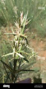Image result for Cymbopogon pospischilii