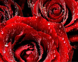 Red Roses Of Doom Red Rose Love Red Roses Wallpaper Beautiful Red Roses