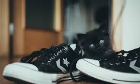 Ont appel chat européen les chats ne faisant partie des chats de race. Top 10 Des Noms De Chat Pour 2018 Wanimobuzz