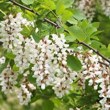Image result for Acacia montigena