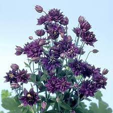 Pin On Garden Seeds