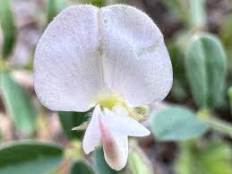 Image result for Tephrosia argyrolampra