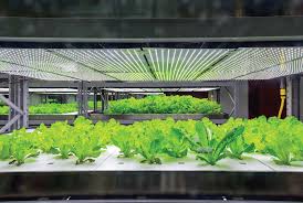 Don't go shopping for an led grow light without reading this post. How Are Grow Lights Different From Regular Lights Blog The Island Now