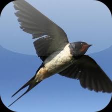 Suara panggil ini merupakan salah satu produk terbaik dari salah satu brand. Suara Burung Walet Fur Android Apk Herunterladen