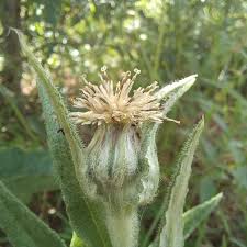 Image result for Chlorophytum subpetiolatum